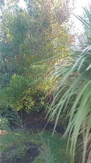 growing a tree line #garden #farming