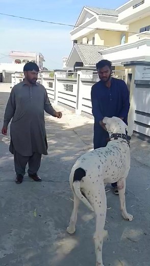 White Horse Heavyweight Bully @topfans | Great Bully and Pitbull Legends