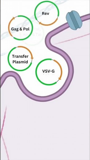 🔬 2nd vs 3rd Gen Lentivirus Explained