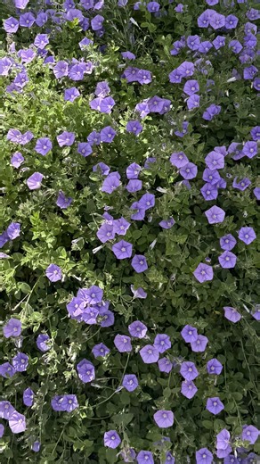 Ruby Lucas ꩜ on Instagram: "an everyday makeup routine that’s just that little bit more ⋆˙⟡♡ prods used: @naked_sundays beautyscreen skin tint in shade 4.5 @taniellejai bronzour in caramel latte @narsissist liquid blush in orgasm @hourglasscosmetics vanish concealer in oat @makeupforever translucent setting powder @chantecaille powdered bronzer @patrickta blush in she’s flushed @lorealaunz panaroma mascara in dark brown @meccamax eyeliner in brown eyed girl @meccamax lip liner in super"