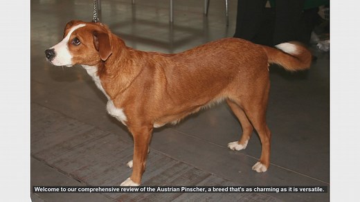 Austrian Pinscher: The Loyal and Versatile Family Companion