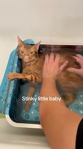 54K views · 1.2K reactions | Bath time for my stinky little baby that one time we found fleas and deep cleaned the entire house, including the cats 沈 how does your cat react to bathing? audio: @its.mee.shell / TikTok #funnycats #catreels #cathbath | Tabbykatbros | Facebook