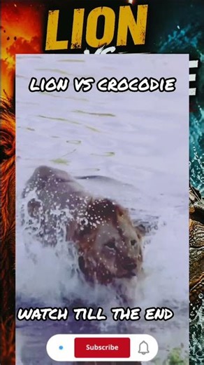 Lion vs Crocodile 🦁🐊 – a rare and intense encounter captured in the wild #wildlifeentertainment