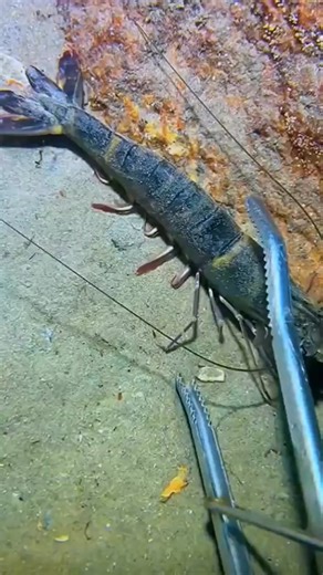 #UnderwaterCatch #DeepSeaFishing #SeaUrchin #diving #crab #catchthes...(38) | Snoopyy