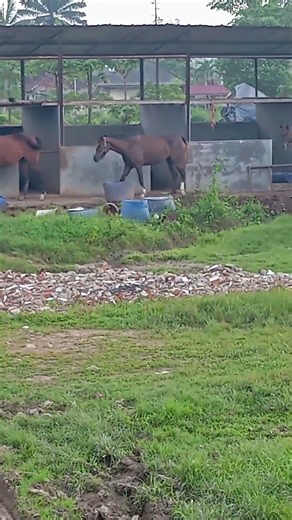 kandang kuda