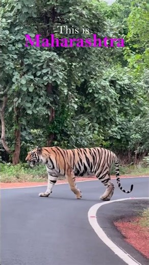 This is Maharashtra ✨🌺🚩