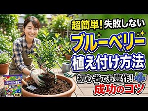 ブルーベリーの植え付け方法｜家庭菜園で失敗しない苗選びと土づくり