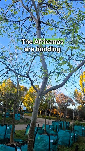 Quick tip from early morning nursery meander.... Celtis africanas are budding now.  Have you noticed the difference between the indigenous Celtis africana and exotic Celtis sinensis? #treessouthafrica #bigtrees #nurserytip #treetip #celtisafricana | Trees South Africa | Facebook
