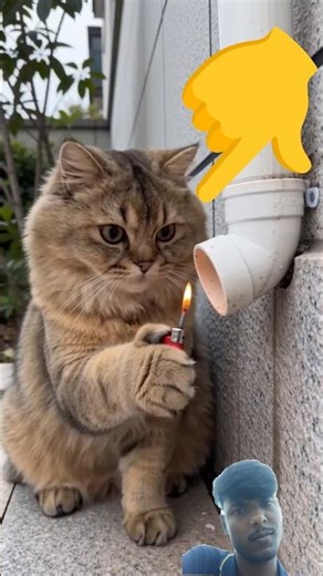 #cat #cats #kitten #kittens #meow #kitty#catlover #catlovers #catlife #catstory #story #cutestory#2m