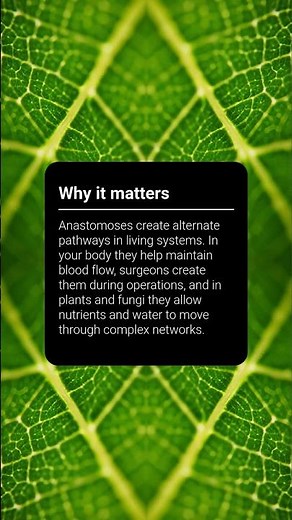 Word of the Week: Anastomosis – nature’s network connections