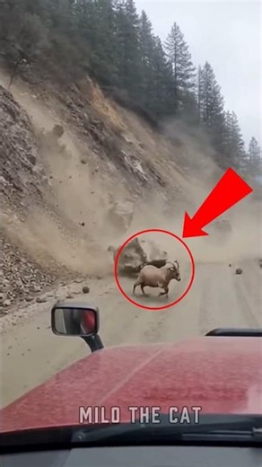 They Ran to Humans to Stay Alive #wildanimals