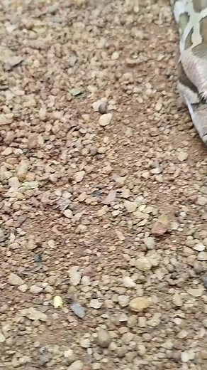 The majestic Python — one of nature’s most incredible constrictors! 🐍✨ #PythonSnake #WildlifePhotography #AnimalFacts #NatureLovers #Herpetology #Conservation #ReptileWorld #sadhaharithacreations | Sadhaharitha Ru