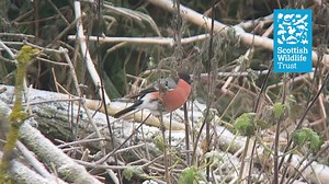 This beautiful bullfinch was spotted having a nettle breakfast over at our Montrose Basin Wildlife Reserve and Visitor Centre earlier this week. Although sometimes shy, bullfinches are a lovely burst of colour in winter! #Scotland #wildlife #bullfinch #birdwatching | Scottish Wildlife Trust
