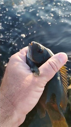 Beautiful little Opaleye Caught Fishing from the Bay #werftv #fish #socal #beach #jetty
