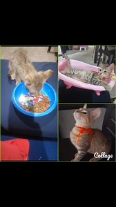 13 shares | Caso externo ADOPTAME!!! Soy NACHO (gatito romanito,macho rescatado) De 2 meses y medio a 3 meses de edad Como croquetas , comida casera y uso arenero Soy peludito Soy intensamente amoroso Compromiso de esterilización Más información al 098 648 4031 0992883355 Por favor compartir  | Adopción Animal Guayaquil - AG | Facebook