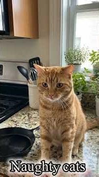 Funniest Cats You'll See Today! 😂😹#funny