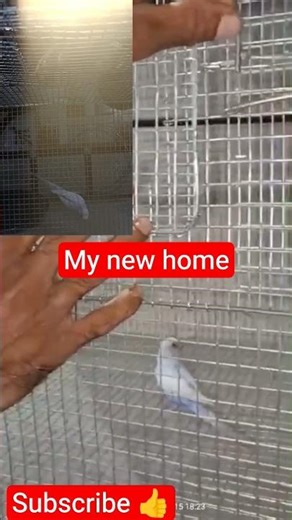 “Budgies’ First Time in NEW Cage 🐦 | Their Reaction Will Shock You!” #shorts#effectking