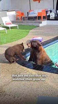 Beautiful example of coexistence ❤️ @PoolBearLife