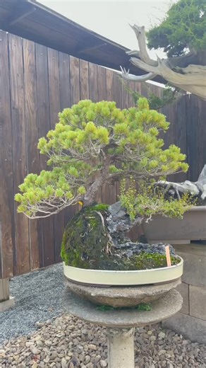 Good morning from Hong Kong 🇭🇰 Local pick up or delivery only. Private message if interested | Hong Kong Bonsai Pots