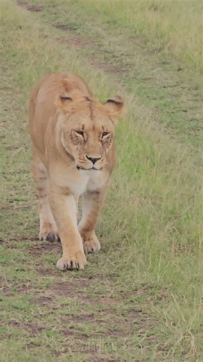 Lions Stroll Past 🦁🦁🦁 #Wildlife #ShortsAfrica