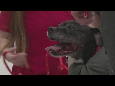 9-year-old dog finally adopted after spending nearly entire life at northeast Ohio animal shelter