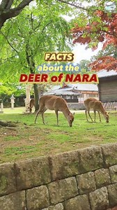 4.3K views · 69 reactions | Facts About the DEER of NARA in Japan ♥️ | Japan Explore | Facebook