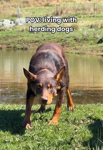 Herding Dog Kelpies: Watch Them In Action