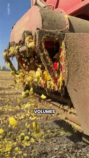 Why Farmers Harvest Pumpkin Seeds Instead of the Pumpkin Itself! 🎃🌱