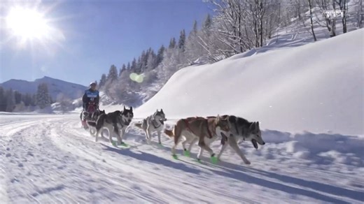 La Grande Odyssée Royal Canin met en lumière la complicité indispensable entre mushers et chiens, fondée sur une relation quotidienne et fusionnelle. Cette symbiose permet aux attelages de fonctionner en parfaite harmonie, renforçant la confiance et l'efficacité en course. Les chiens, passionnés par la course, trouvent dans cette aventure un terrain naturel pour s'exprimer. | TF1 INFO