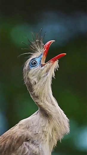 Wonderful sounds of nature #birds #sounds #nature