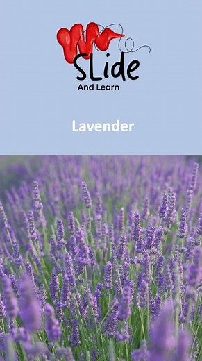 The National flower of Portugal | The beautiful Lavender
