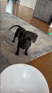 Dachshund and Her Automatic Ball Launcher (Part 4)