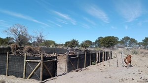 One of predator proof livestock kraals sponsored by Save Wildlife Fund Botswana to the Quoqao farmers | The Okavango Express