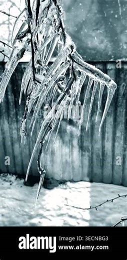 Tree branch with heavy icing. Tree freezing branch covered with thick layer of ice with long sharp icicles on a winter day. Frozen branches. Winter view. Nature backdrop. Natural background. Vertical Stock Video Footage - Alamy