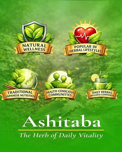 Ashitaba Seeds – The Rare Japanese Medicinal Plant at Home (Tomorrow's Leaf)- Herb for USA Gardeners