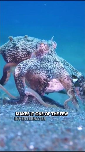The Coconut OctopusThe Coconut Octopus 🐙🥥