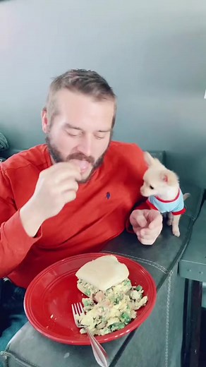 156K views · 5.3K reactions | Can I have a little bite please! #chihuahualove #tinydog #fypシ゚viral #dog #chihuahua #teddy #funnyvideo #fyp | The chihuahua family | Facebook