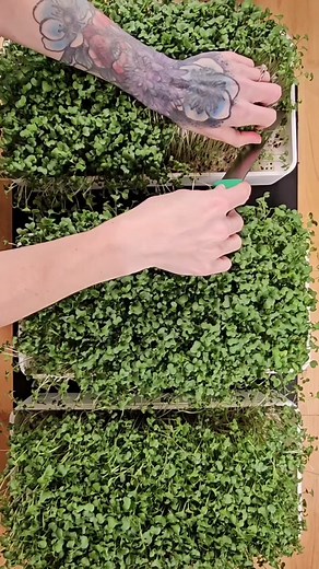 🌱✨️ This is how we clean & sanitize our silicone reusable grow mediums for reuse! ✨️🌱 😊 We start by removing the post harvest leftovers with our scraper tool. This usually takes about 30 seconds per tray, depending on movement speed and root mass. At our sink, we then rinse off any remaining debris with water. Which can take about 30 seconds to 1 minute per medium. Most of the time, it's faster if you also use the scraper tool here. 😊 💧 We follow silicone safe protocols and lather the mediu