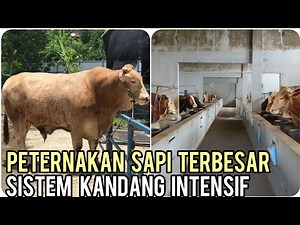 SUCCESSFUL INTENSIVE SYSTEM OF CATTLE FARMING, PRODUCING HEALTHY CATTLE AND CLEAN AND ODOR-FREE P...