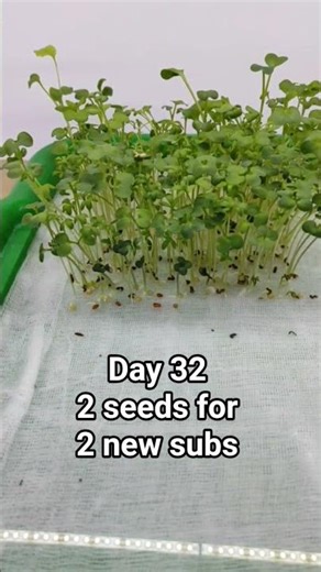 Day 32: Planting a Seed for Every New Subscriber! (Road to 1000) 🚀