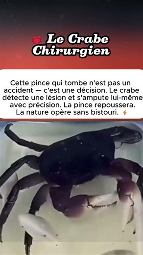 Le Crabe Chirurgien