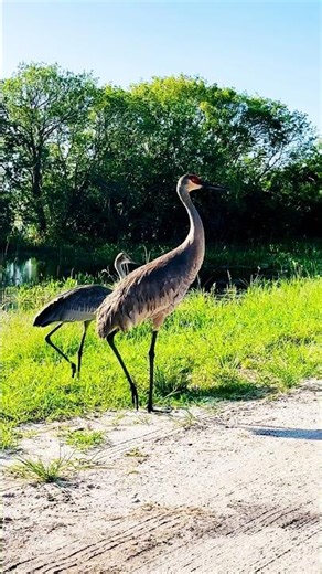 A Family Of 4 Sandhill Cranes Walking Very Close In Orlando, Florida #birds