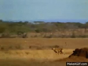man helps a deer from a cheetah on Make a GIF