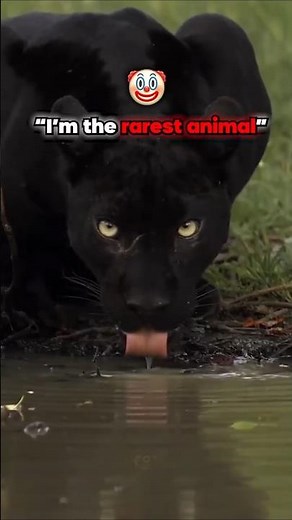 "Top 10 Rarest Animals You’ve Never Seen Before!"