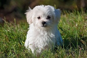 Are Maltese Good With Other Dogs: What to Know Before Adding a Maltese to Your Canine Family | Fluffy Dog Breeds