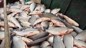 Diverse Freshwater Fish Collection in Outdoor Setting