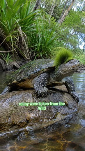 This turtle has a green mohawk and it’s one of Australia’s strangest endangered reptiles.