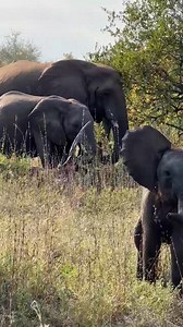 Attacked by scariest animals😂🥰🐘. It's always mixed emotions between being scared and heart-melting laughter as these curious toddlers always put their show of giants🐘❤️ #elephants #elephant #safari #elephantbabies #babyelephants #curiosity #gamedrivesafari #love #elephantlove #saveelephants #wildlife #elephantconservation | Wildfriends Africa