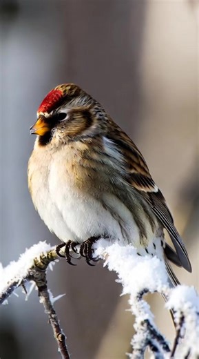 Common Redpoll in Winter Wonderland