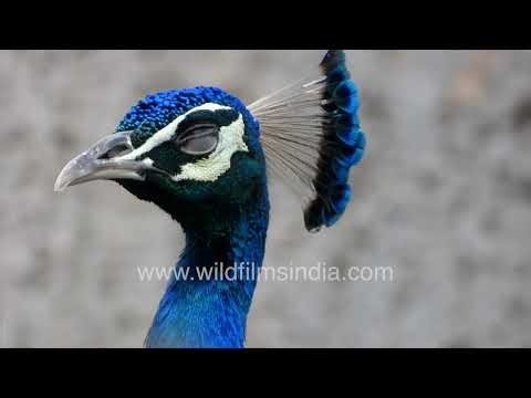 Peacock resting gracefully on Bombax ceiba tree branch